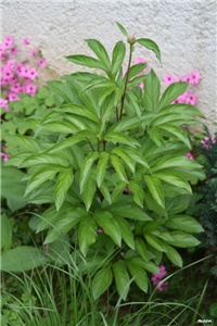 9e9ce792-IMG_7077 božur.jpg